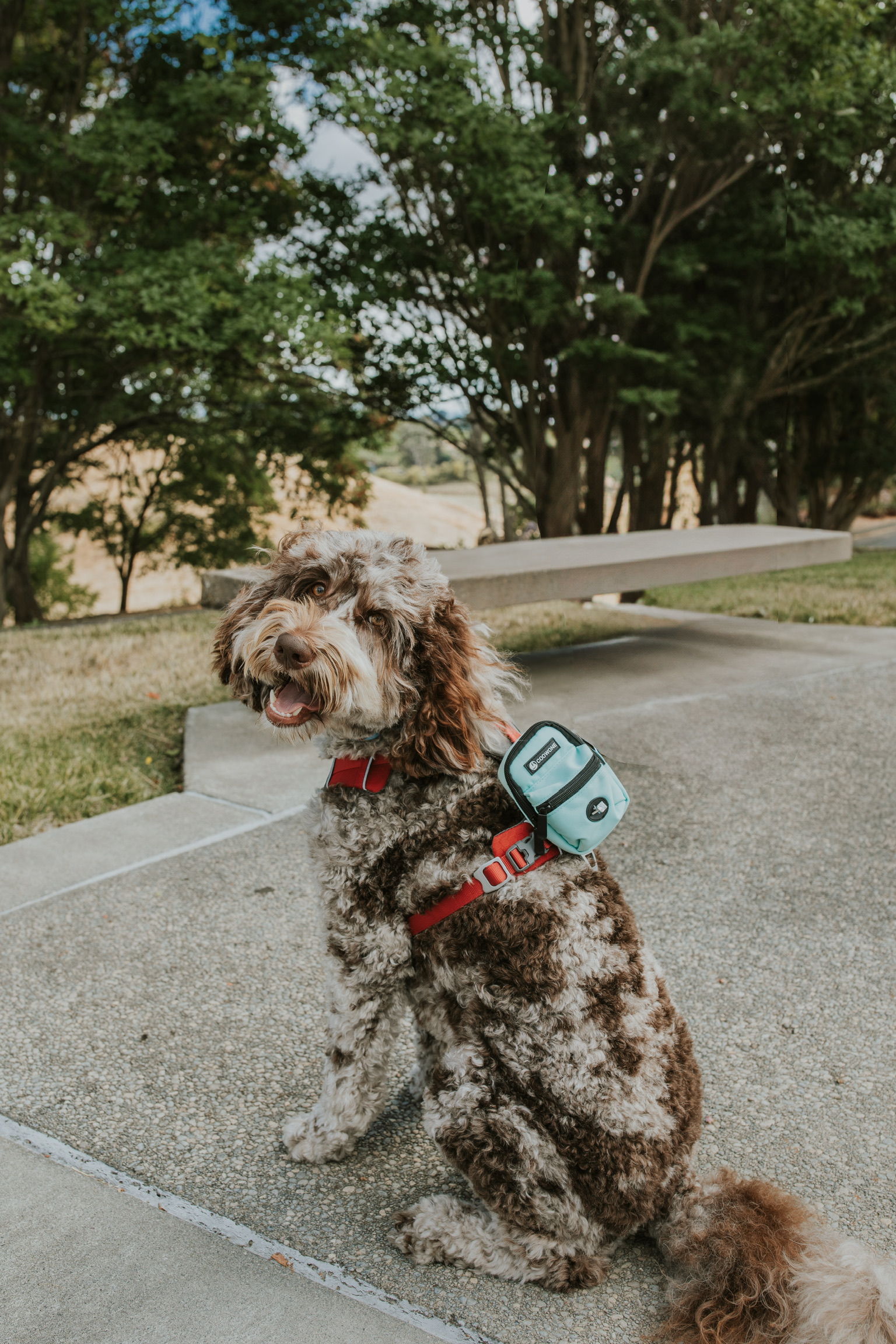 Dog looking at camera with smile and ring in backpack
