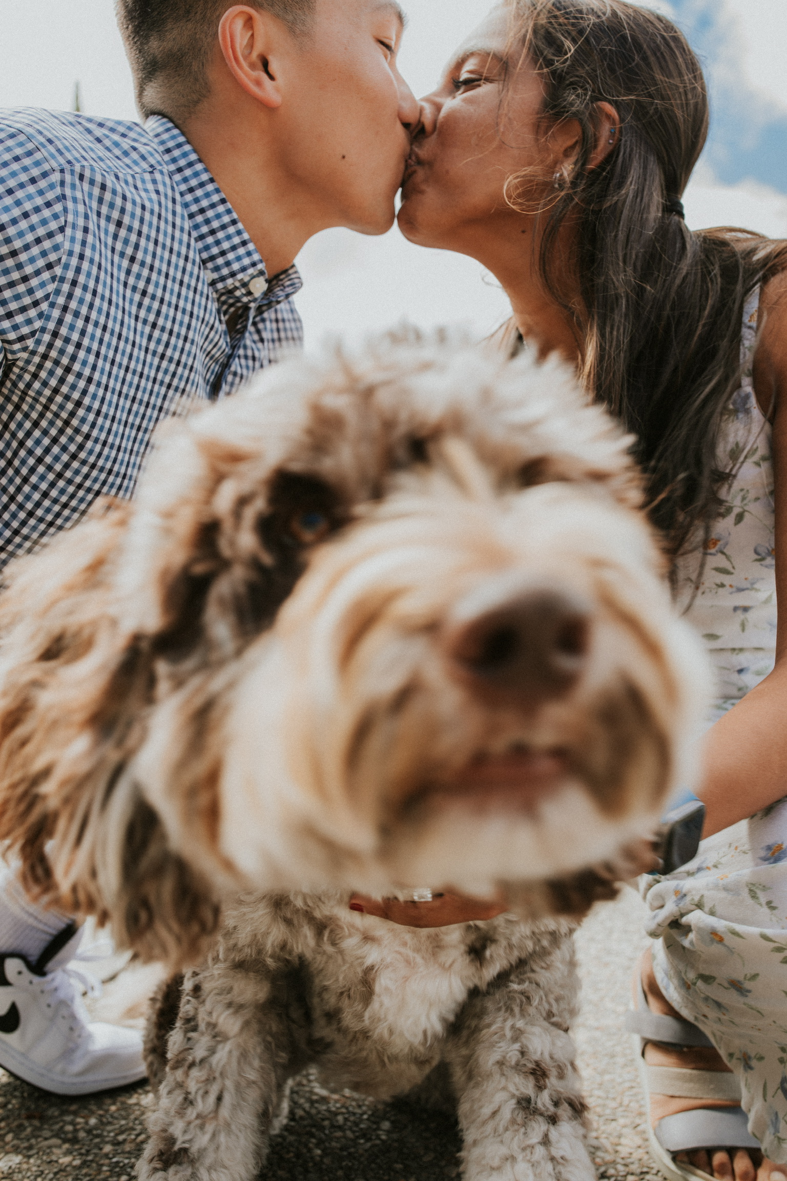 Dog walking towards camera out of focus